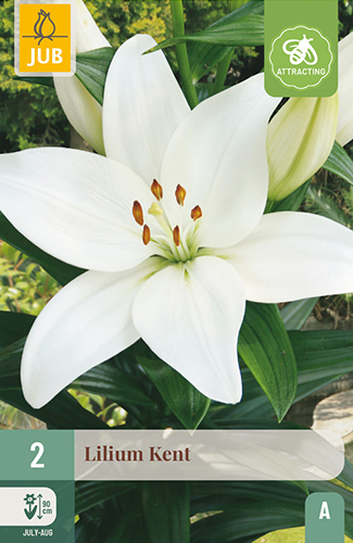 Levně 851093/8208 Lilie Kent 2ks