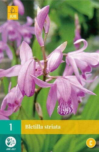 Levně 852208/8603 Orchidej vzpřímená 1ks