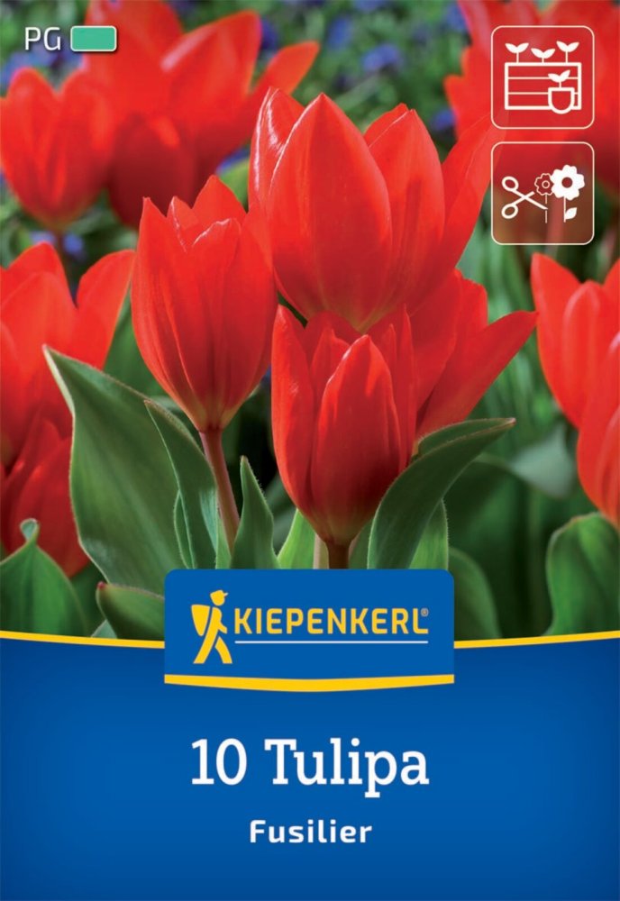 Levně 2000051/8405 Tulipány botanické oranžové 10ks