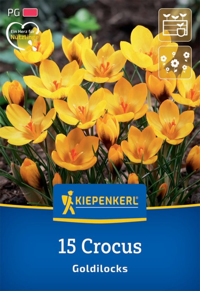 Levně 2650000/7303 Krokusy Goldilocks 12ks