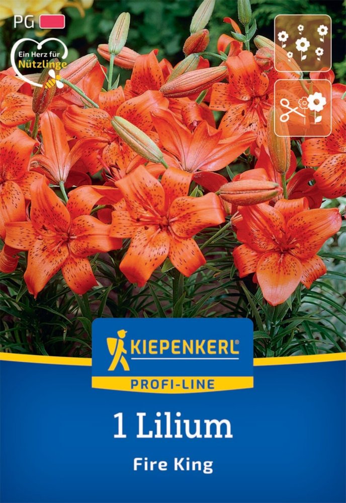 Levně 2750003/7501 Lilie Fire King 1ks