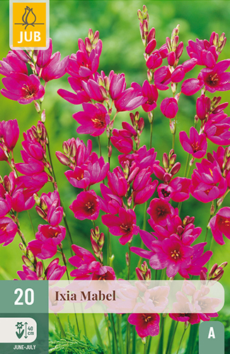 Levně 851386/8502 Ixien (Duhovnice) Mabel 20ks