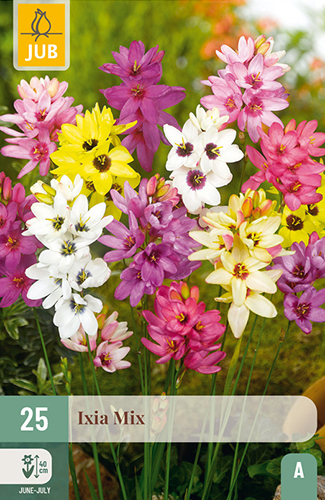 Levně 852246/8503 Ixien (Duhovnice) směs 25ks