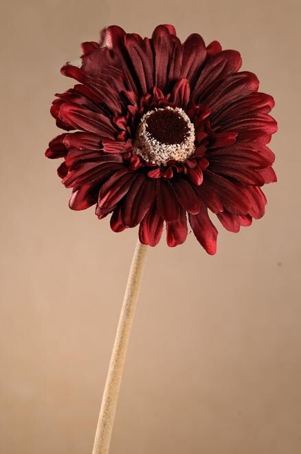 Levně Dry Gerbera 53 cm červená F248-R