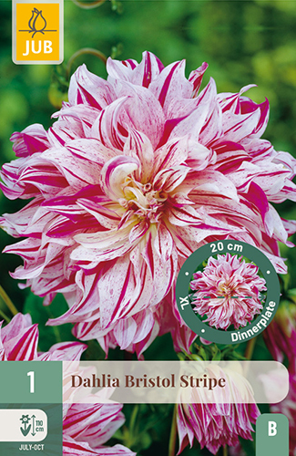Levně 852002/7303 Dahlie Bristol Stripe 1ks
