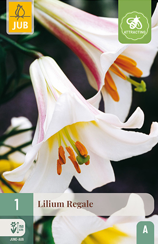 Levně 852169/8306 Lilie Regale 1ks