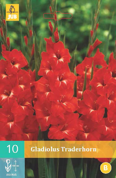 Levně 852129/7606 Gladioly Traderhorn 10ks