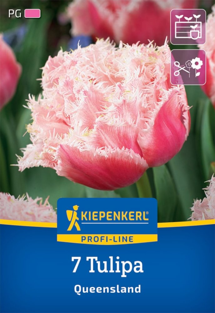 Levně 2000032/8702 Tulipány Queensland 7ks