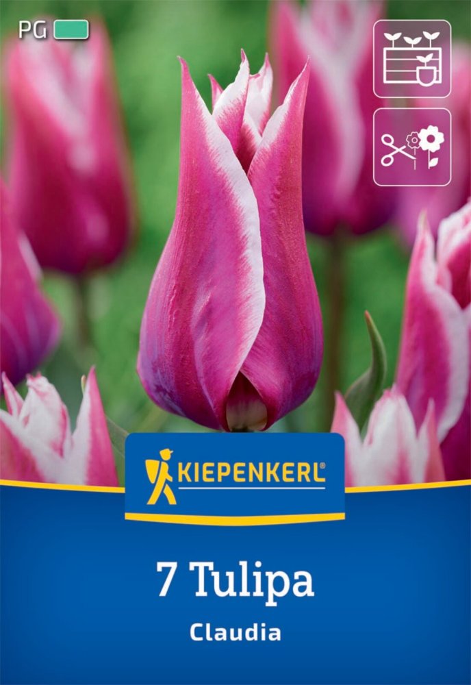 Levně 2000053/8502 Tulipány Claudia 7ks