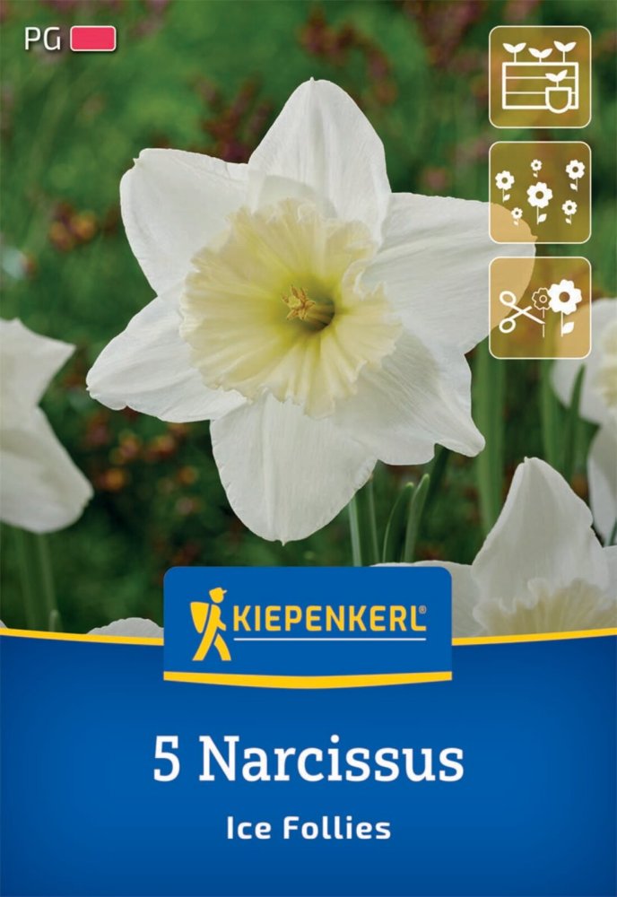 Levně 2450007/7703 Narcisy Ice Follies 5ks