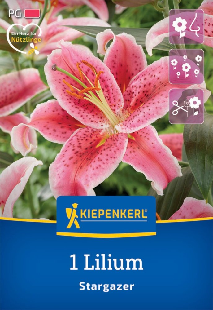 Levně 2750001/7505 Lilie Stargazer 1ks