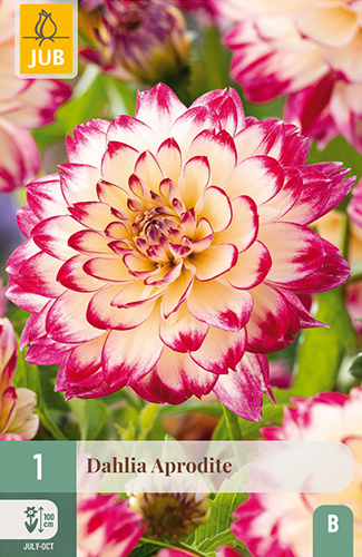 Levně 851351/7207 Dahlie Aphrodite 1ks