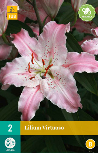 Levně 851221/8401 Lilie Virtuoso 2ks