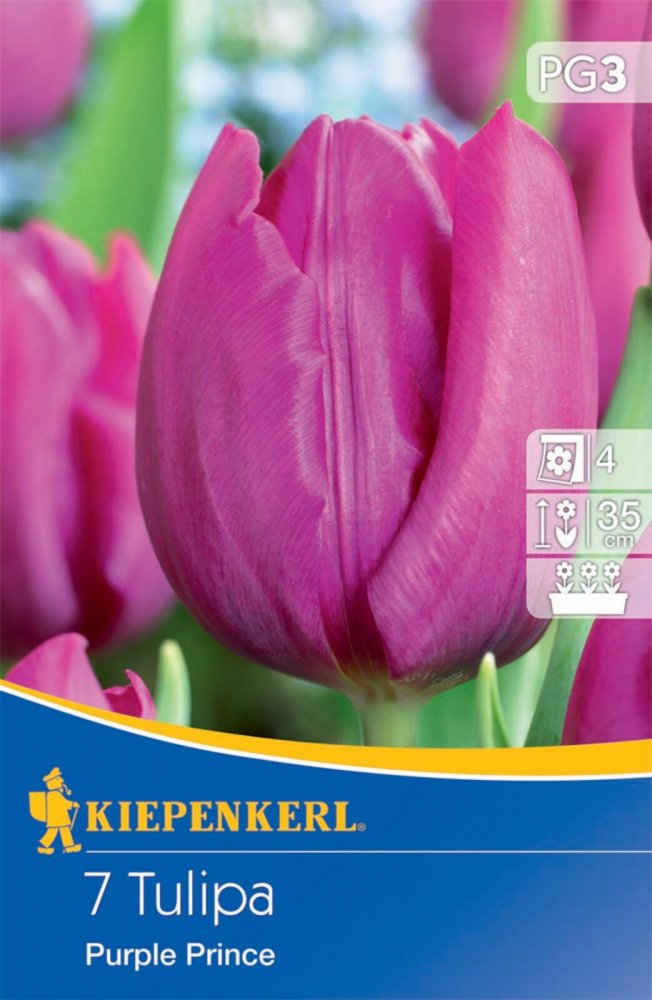 Levně 2000001/8701 Tulipány Purple Prince 7ks