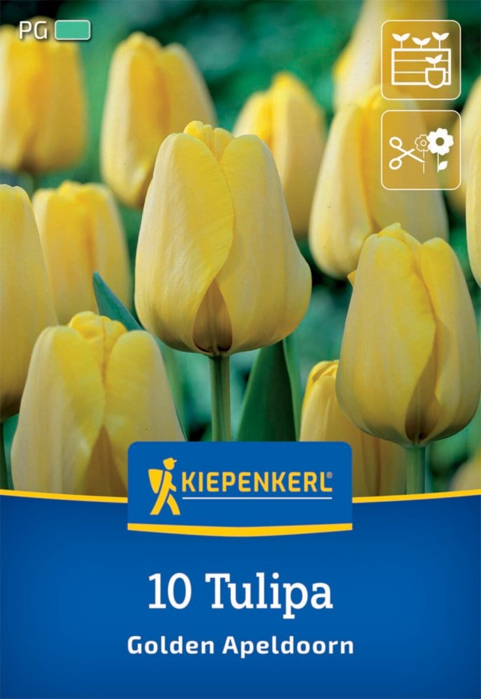 Levně 2000024/8505 Tulipány Golden Apeldoorn 10ks