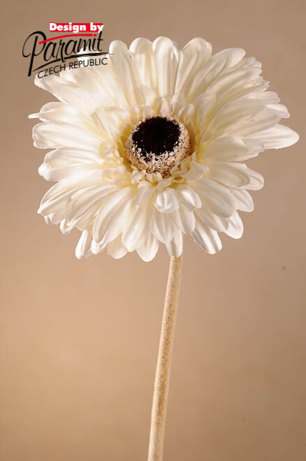 Levně Dry Gerbera 53 cm bílá F248-W