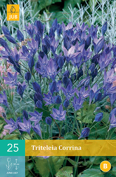 Levně 852867/8608 Trojlilie (Triteleia) Corinna 25ks