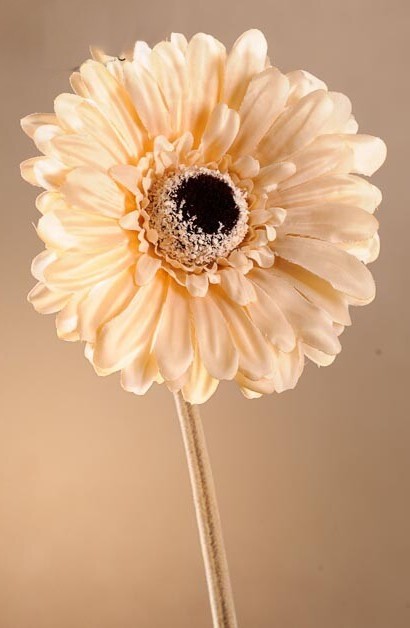 Levně Dry Gerbera 53 cm krémová F248-C
