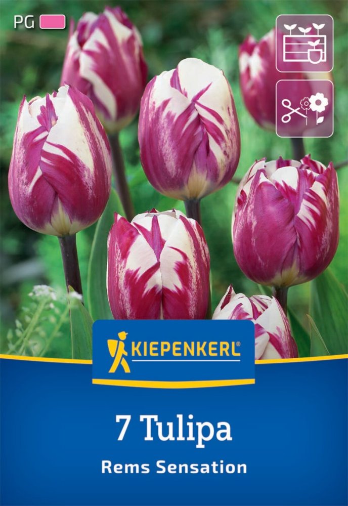 Levně 2000013/8703 Tulipány Rems Sensation 7ks