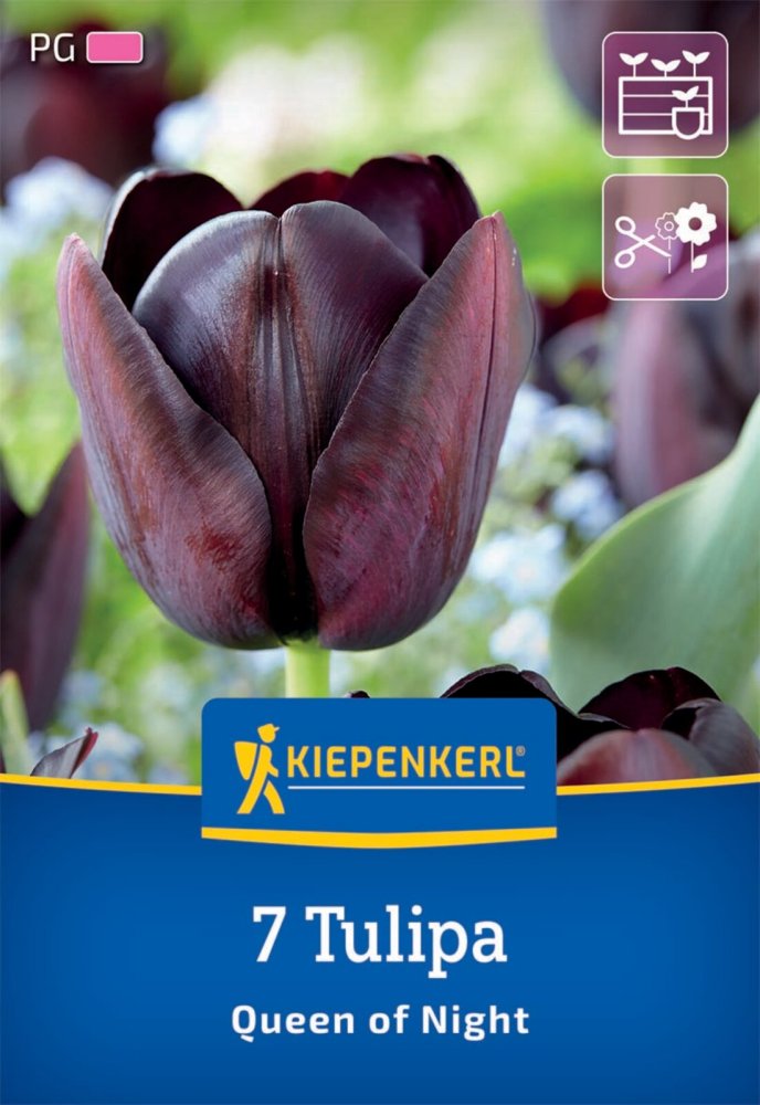 Levně 2000038/8604 Tulipány Queen of Night 7ks