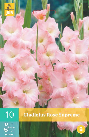 Levně 852128/7605 Gladioly Rose Supreme 10ks