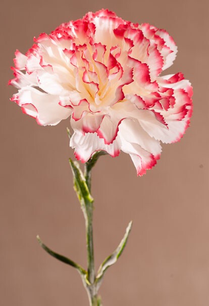 Levně Karafiát 69 cm bílo-růžový F401-C