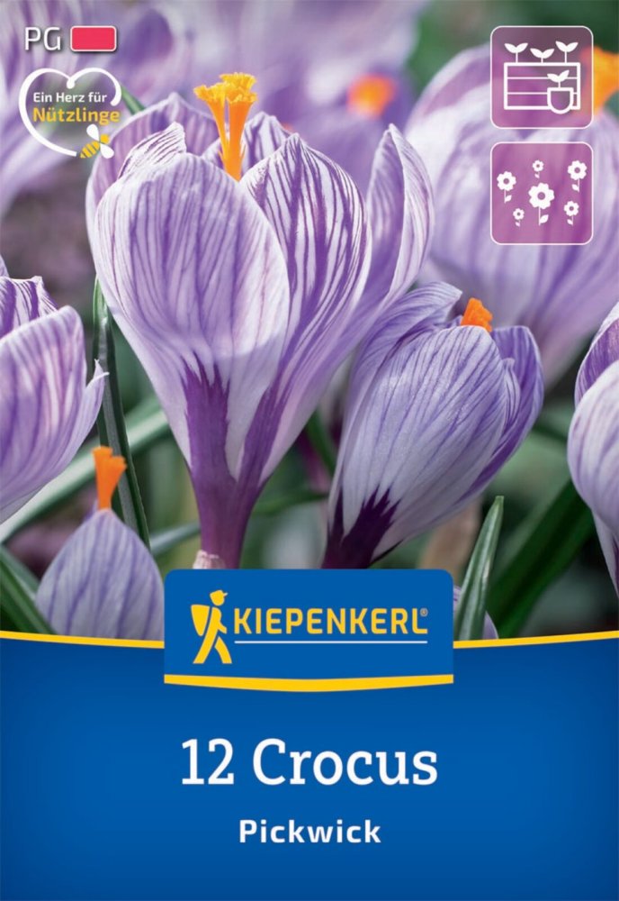 Levně 2650008/7305 Krokusy Pickwick 12ks