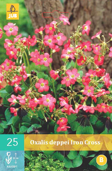 Levně 852251/8606 Šťavel (Oxalis) Iron Cross 25ks