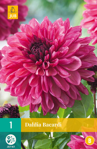 Levně 852816/7302 Dah851238/7301 Dahlie Bacardi 1ks