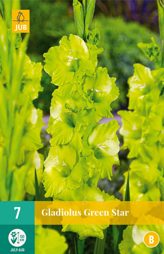 Levně 851319/7507 Gladioly Green Star 7ks
