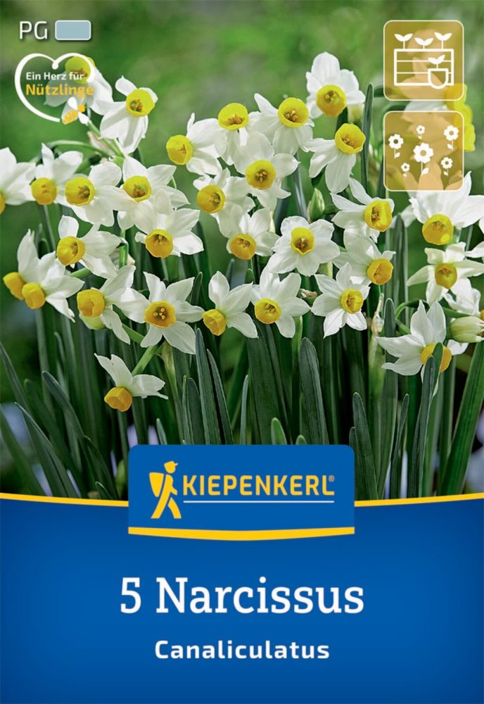 Levně 2450020/7701 Narcisy Geranium 5ks
