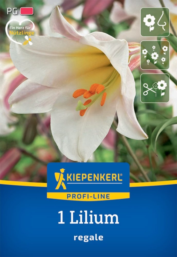 Levně 2750004/7504 Lilie Regale 1ks