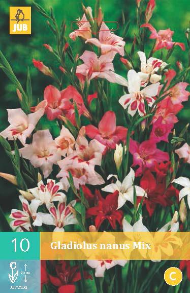 Levně 852136/8102 Gladioly trpasličí směs 10ks
