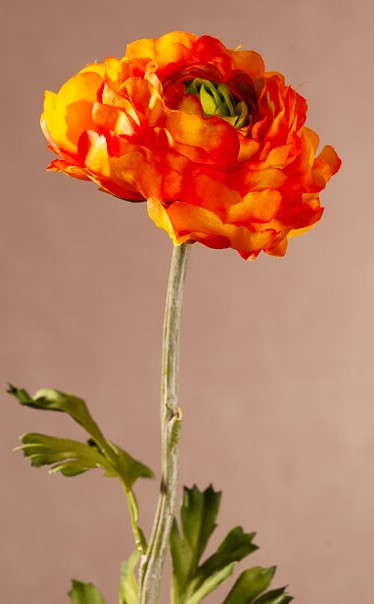 Levně New Ranunkulus (Pryskyřník) 51 cm oranžový F409-O