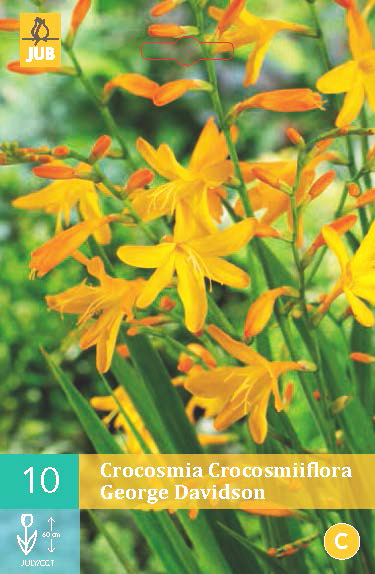 Levně 852224/8508 Montbrécie (Crocosmia) George Davidson 10ks