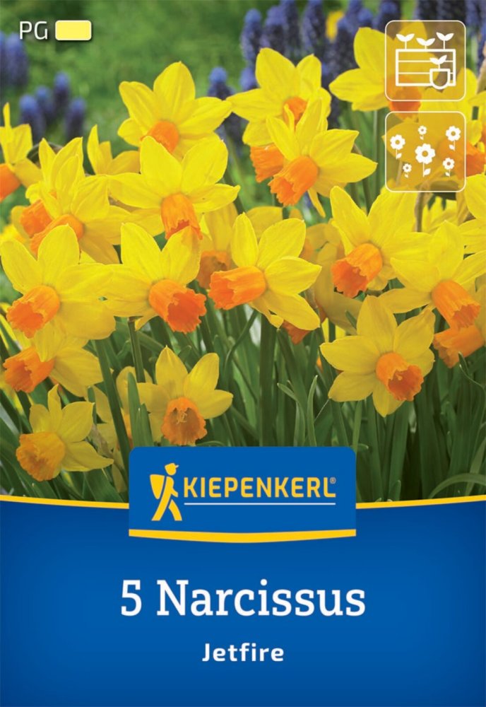 Levně 2450012/7704 Narcisy Jetfire 5ks