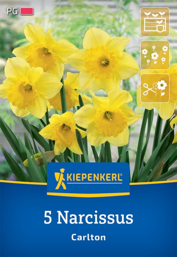 Levně 2450000/7604 Narcisy Carlton 5ks