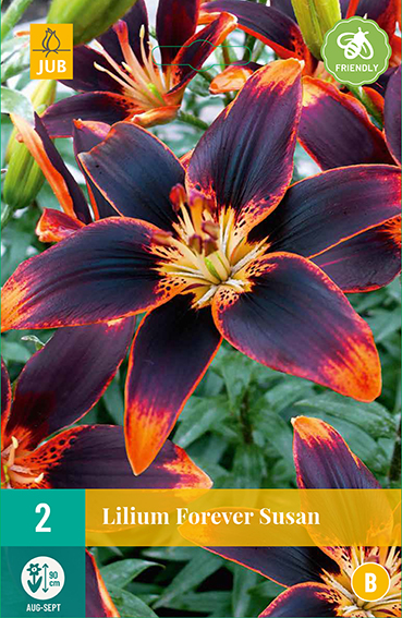 Levně 851092/8207 Lilie Forever Susan 2ks