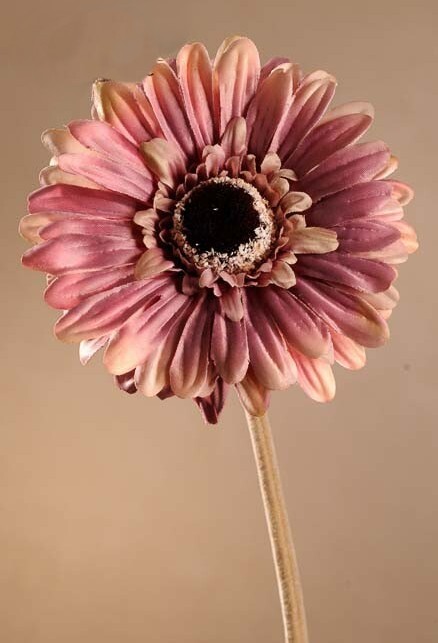 Levně Dry Gerbera 53 cm růžová F248-P